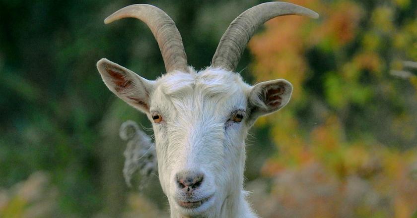 Pria Ini Ditangkap Usai Perkosa Kambing yang Sedang Hamil