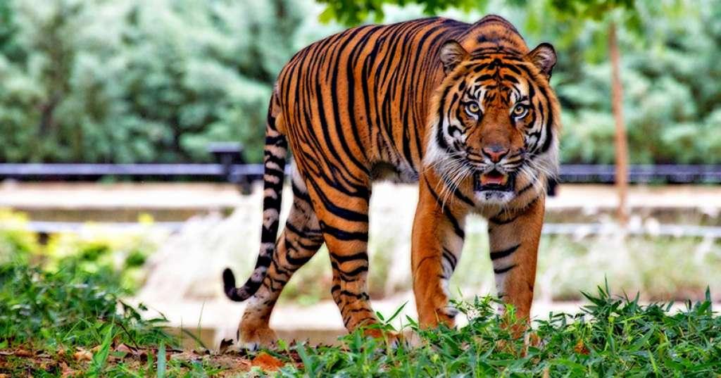 China Legalkan Tulang Harimau untuk Pengobatan, Kenya Dibuat Meradang