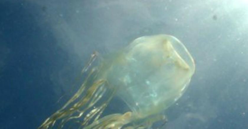 Pemancing Ini Nyaris Tinggal Nama saat Berhadapan dengan Hewan Berbisa Paling Mematikan di Dunia