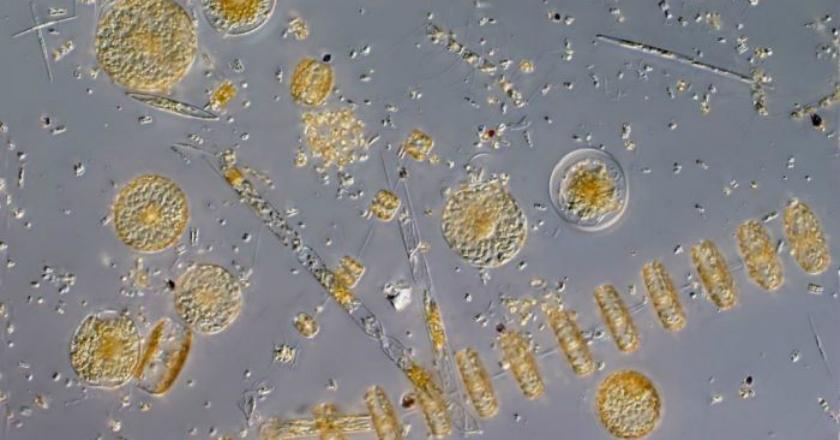 Mengejutkan, Parasit Berbahaya Ditemukan di Antartika dalam Jumlah Tinggi