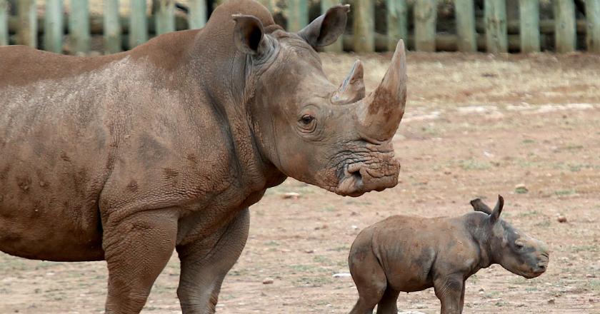 Kenalkan Imani, Bayi Betina Dari Badak Putih Yang Terancam Punah