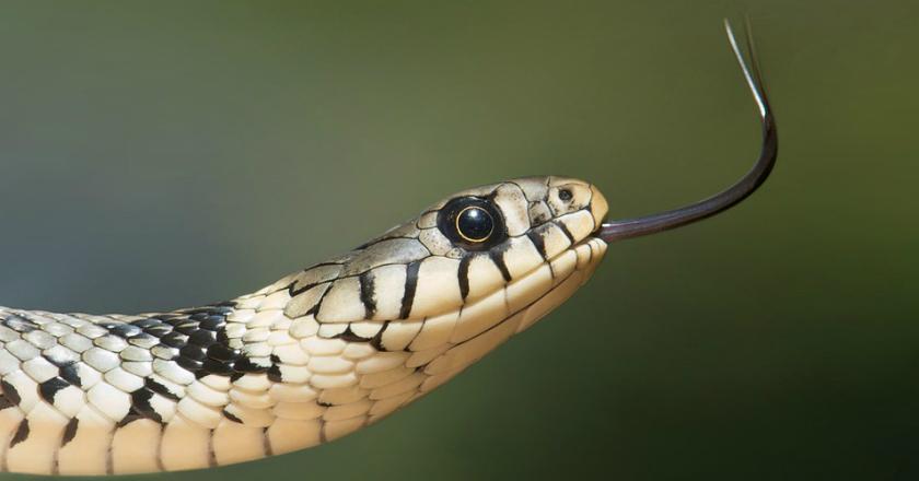 Aksi Bocah 7 Tahun Asal India Berteman dengan 15 Ekor Ular Bikin Merinding
