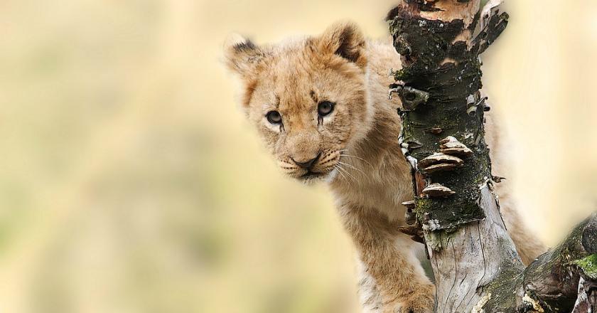 Istanbul Resmi Buka Kebun Binatang Khusus Kucing Besar