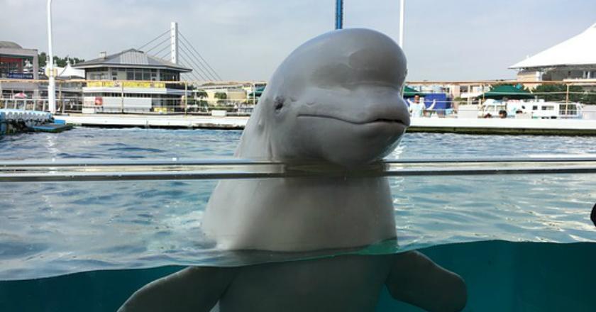 Dari Lensa Drone, Begini Penangkaran Ilegal Paus Beluga di Rusia
