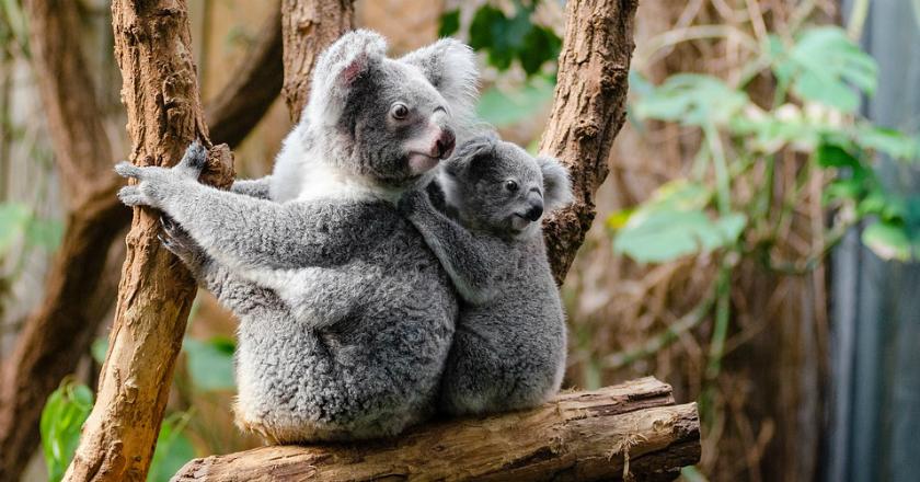 Ini 5 Hewan 'Terbodoh' di Dunia. Salah Satunya Koala