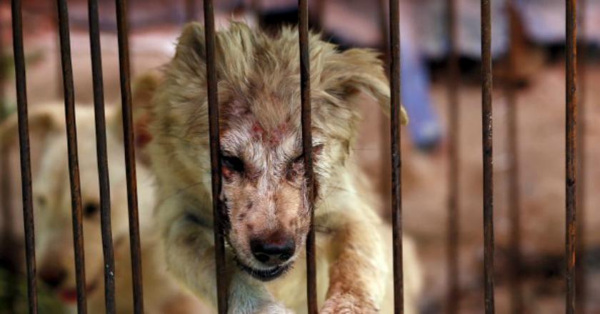 Miris, 5 Kekerasan Terhadap Binatang yang Layak Diganjar Terali Besi