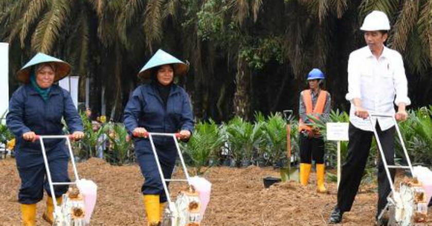 Pohon Sawit Tak Muda Lagi, Kementan akan Replanting 185 Ribu Hektare