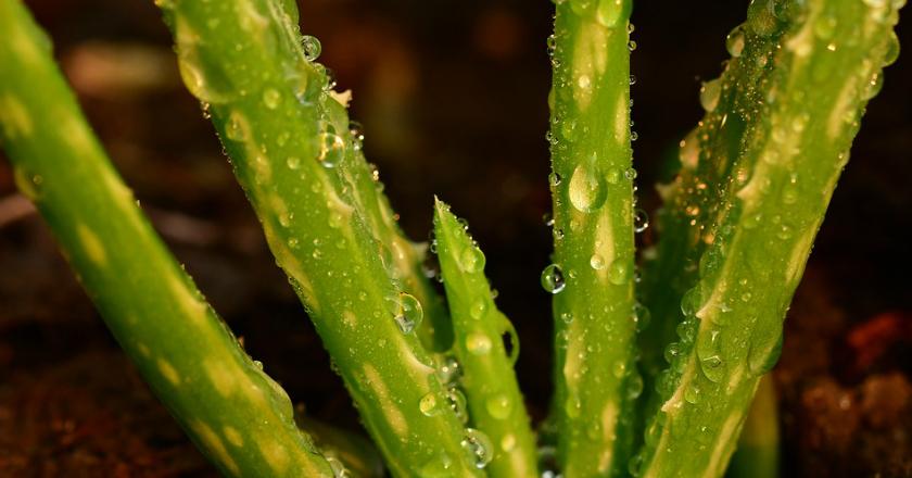 Super Hits! Produk Korea Ini Banyak KW-nya, Moga Kamu Enggak Ketipu