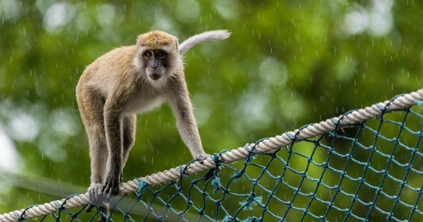 Ngeri, Bayi Ini Ditemukan Tak Bernyawa Usai Diserang Seekor Monyet