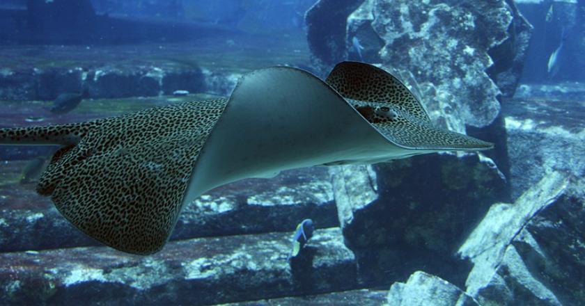 Hati-hati, Seorang Perenang Australia Tewas Diserang Ikan Pari