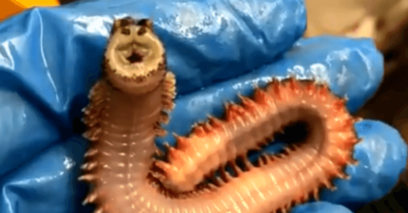 Nelayan di Rusia Temukan Makhluk Unik dari Dasar Laut, Begini Penampakannya