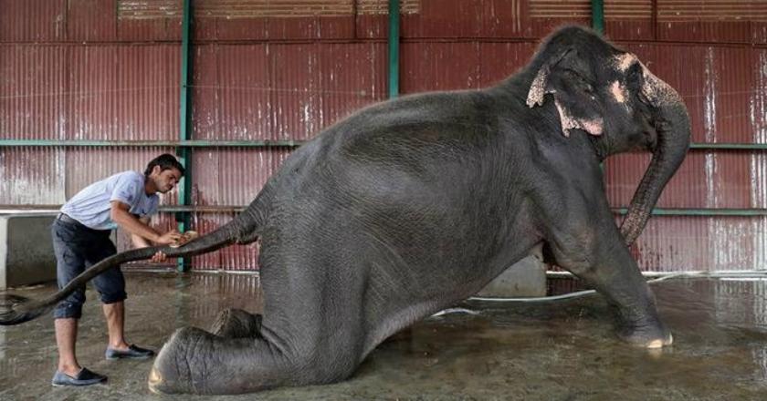 India Dirikan Rumah Sakit Pertama untuk Gajah, dari Cedera hingga Jompo