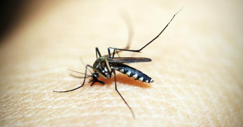 WHO: India Menempati Puncak Global dalam Penanganan Malaria