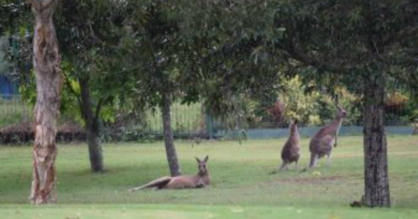 Waspada Penyakit Mematikan 'Demam Q' di New South Wales