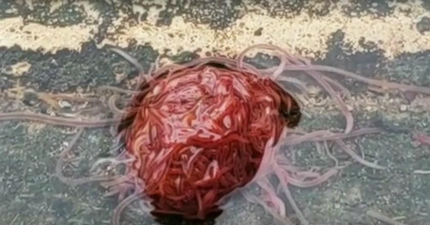 Wow, Texas Dikejutkan Penampakan 'Monster' Seperti Otak Manusia