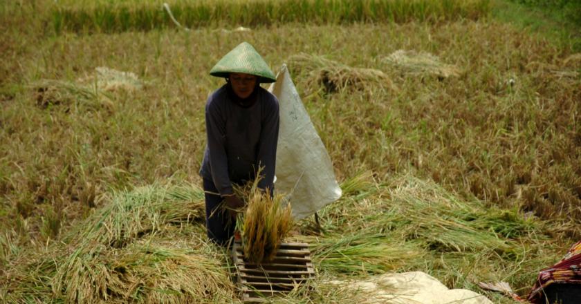 BPS Sebut Pertanian Sektor Paling Dominan Pada Pertumbuhan Ekonomi di Triwulan I 2023