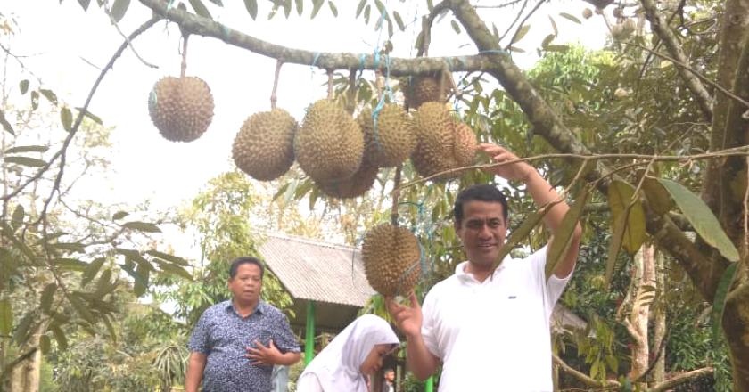 Surplus 733 Ton, Durian Tanah Air Siap di Ekspor