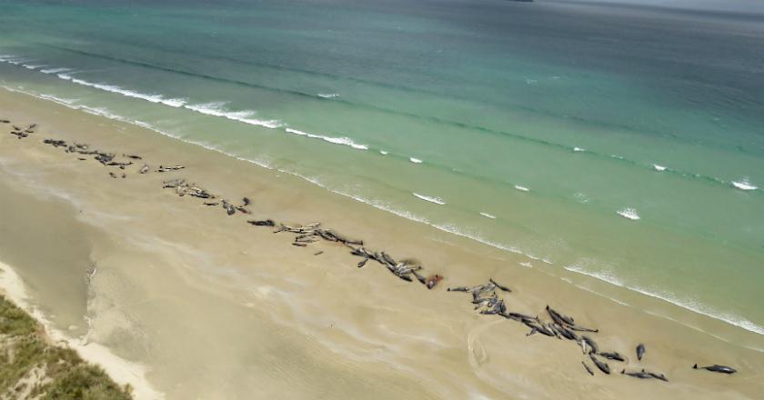 Sebanyak 145 Ekor Paus Pilot Terdampar di Pulau Terpencil Selandia Baru