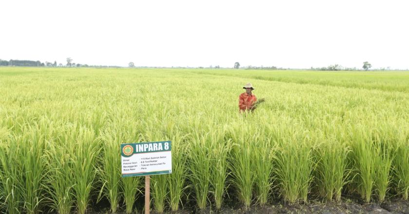 Kementerian Pertanian Menyulap Lahan Rawa jadi Lahan Pertanian