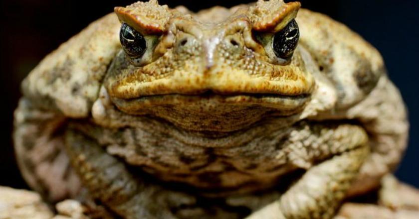 Katak Paling Berbahaya untuk Australia Ditemukan dalam Tas Penumpang dari Bali