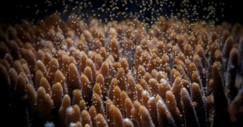 Ilmuwan Australia Perbaiki Terumbu Karang dengan Proyek Serupa Bayi Tabung