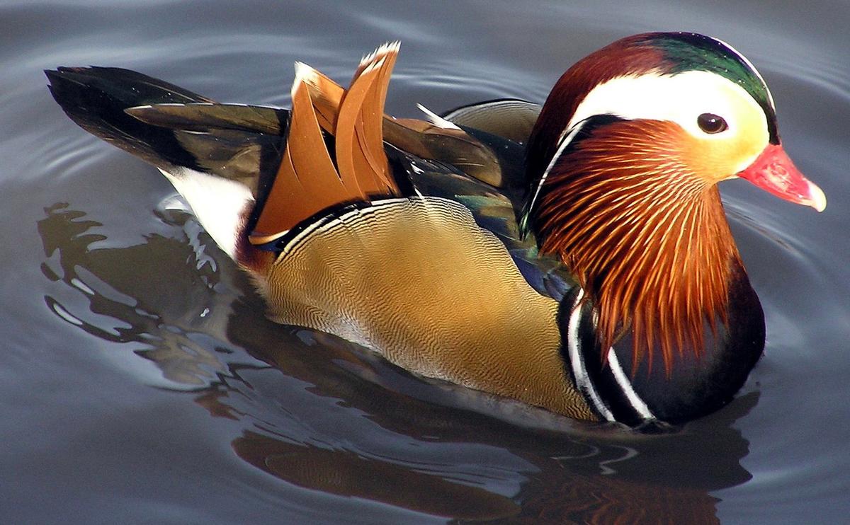 Seperti Pelangi, Ini Hewan Warna-warni di Dunia!