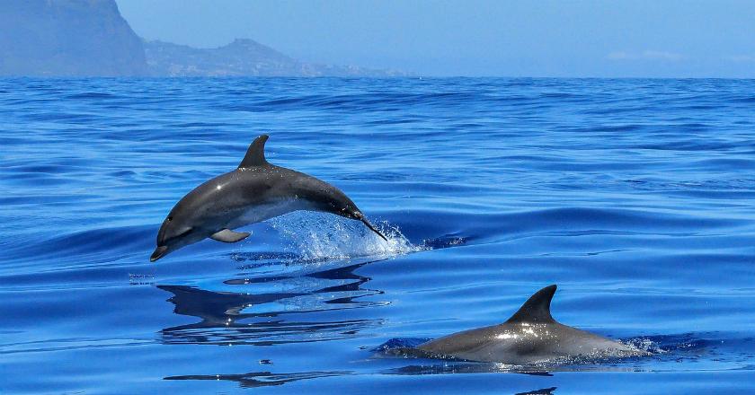 Lalu Lintas Kapal Kian Padat, Lumba-lumba di Pelabuhan Darwin Menghilang