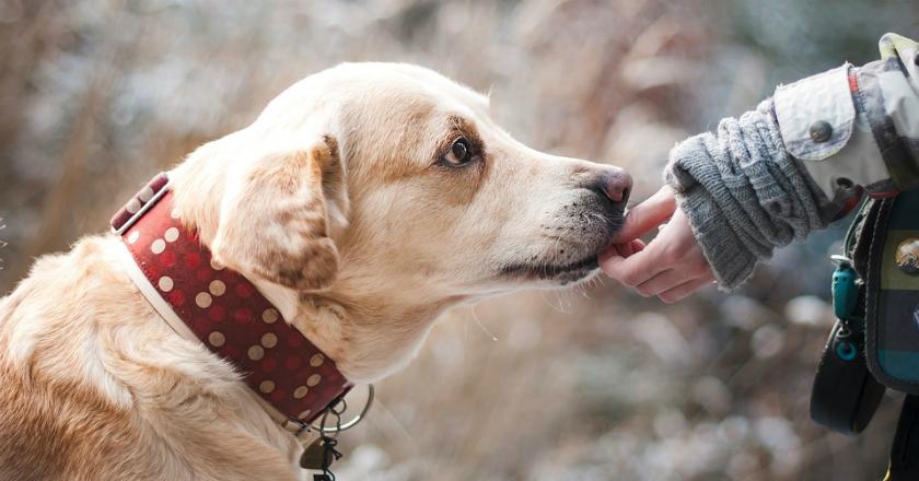 Hati-hati Pelihara Anjing, Jangan Sampai Bernasib Seperti Wanita Australia Ini