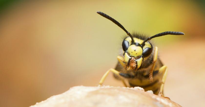 Ngeri... Ada Spesies Tawon Amazon yang Bisa Ubah Laba-laba Jadi Zombie