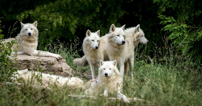 Ini Dia Zhou Xinyue, Gadis China yang Dijuluki 'Ratu Serigala'