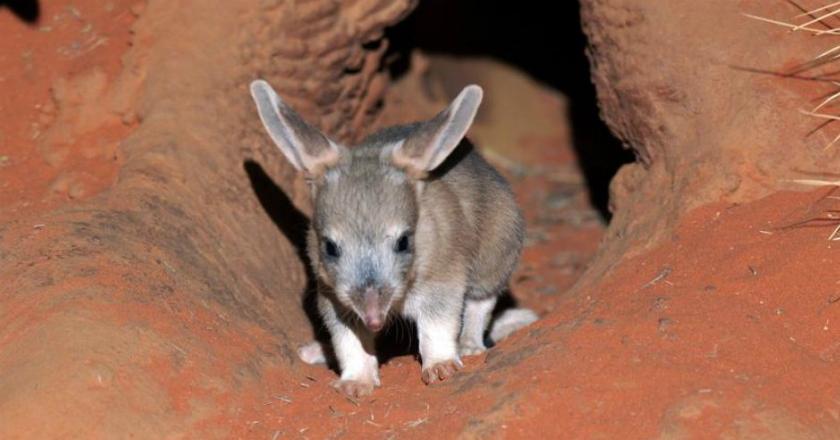Setelah 100 Tahun, Hewan Unik Asal Australia Akhirnya Kembali ke Alam