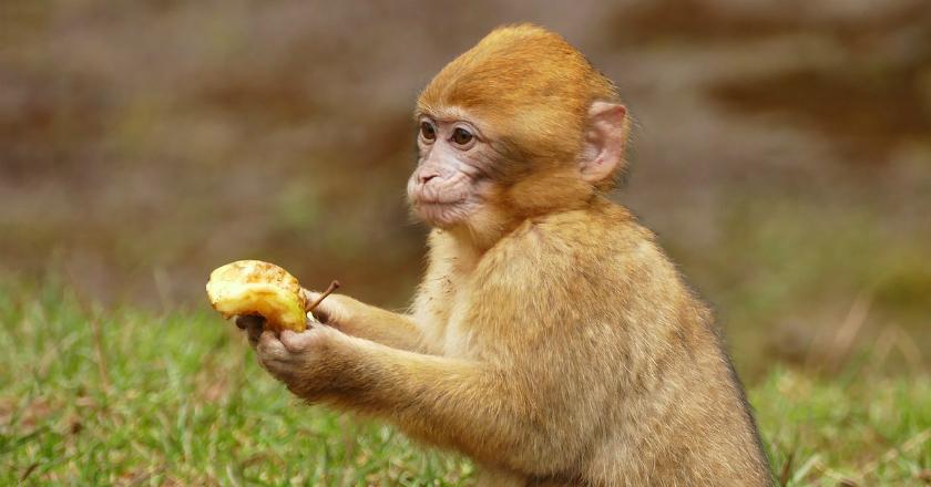 Beri Makan Monyet, Pria Ini Dapatkan Balasan 'Terima Kasih'