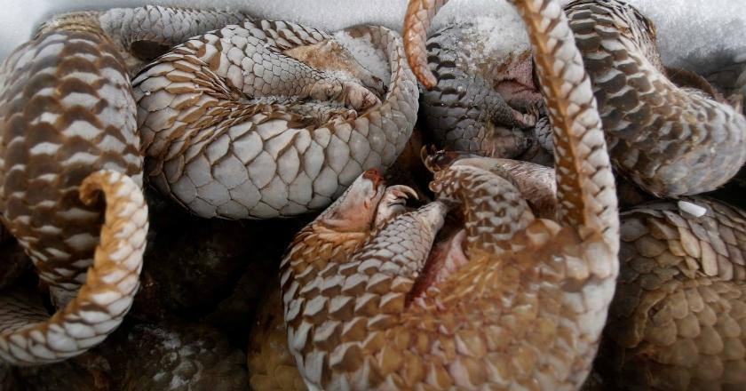 Cegah Perdagangan Satwa Liar, Malaysia Bakar Sisik Trenggiling Senilai Rp131 Miliar