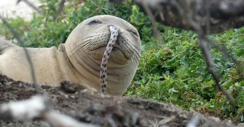 Ketika Belut Tersangkut di Hidung Anjing Laut Hawaiian Monk