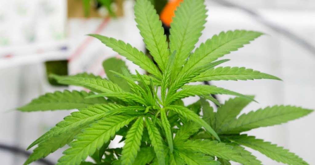Ikuti Langkah Inggris, Selandia Baru akan Legalkan Ganja?