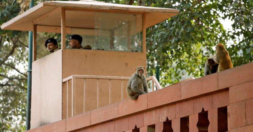 Gedung Parlemen India Diserang Kawanan Monyet