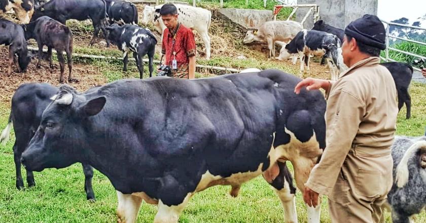 Tunjukan 'Taring' ke Negara Tetangga, Sapi Inseminasi Indonesia Naik 3,8 Persen