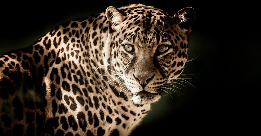 Seorang Biksu Tewas Diterjang Macan Tutul saat Meditasi, Jasadnya Belum Ditemukan