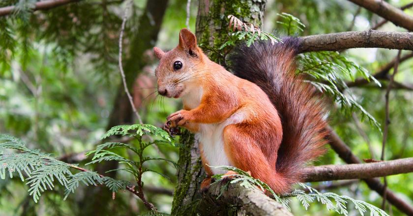 Dianggap Bawa Penyakit, Dua Tupai Asal Bali Disuntik Mati