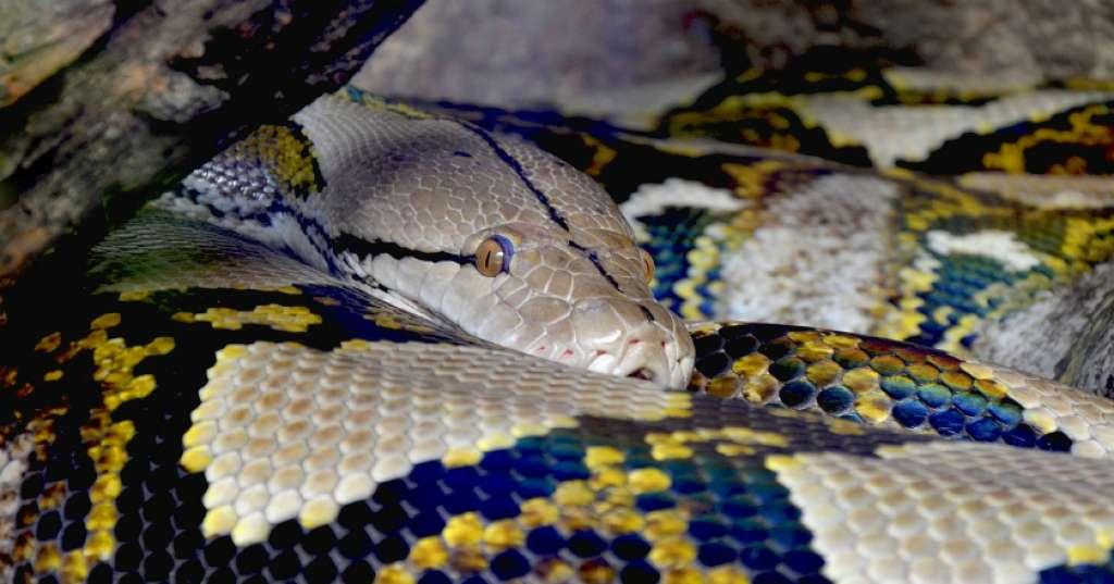 Duel Dua Predator Ganas Bikin Heboh Kota Bangkok