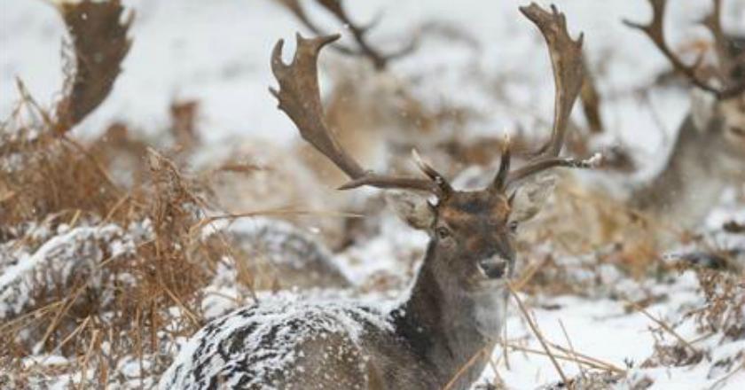 Begini Penampakan Seekor Rusa AS di Zona Demiliterisasi Duo Korea