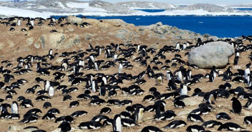 Peneliti: 1,5 Juta Koloni Penguin Ditemukan Lewat Kotoran Berusia 3.000 Tahun
