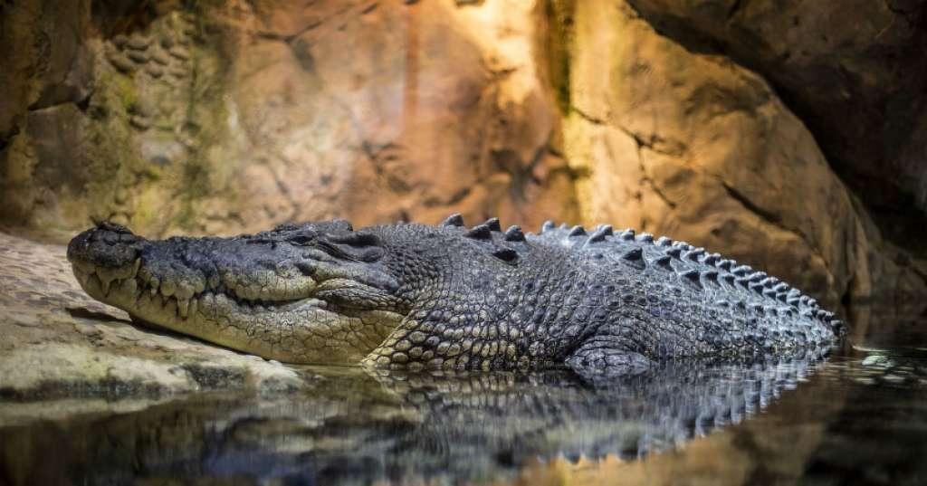 Pemerintah Australia Keluarkan Peringatan Soal Buaya