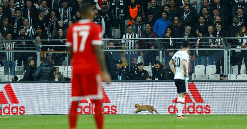 Coba Tengok Kucing Itu... Kisah 'Tragis' Harus Diterima Besiktas