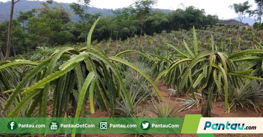 Petani Australia Ketar Ketir Diserang Buah Naga Indonesia