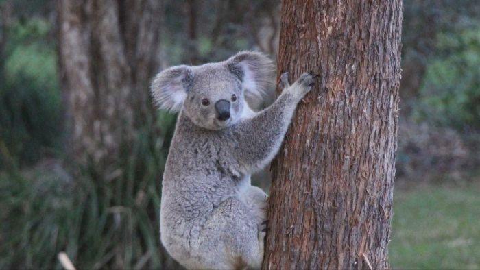 Terancam Punah, Warga Australia Disarankan Adopsi Koala untuk Hadiah Natal