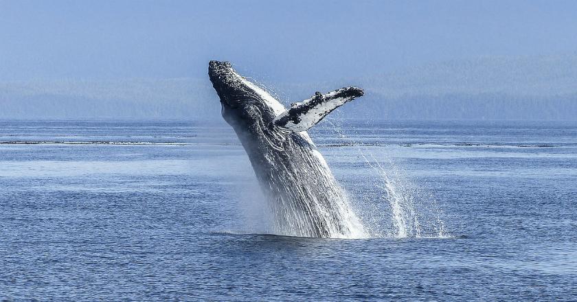 Keluar dari IWC, Jepang Kembali Berburu Paus Secara Komersial
