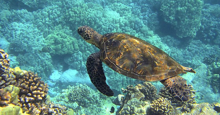 Efek Perubahan Iklim, Peneliti: 90 Persen Penyu akan Terlahir Betina