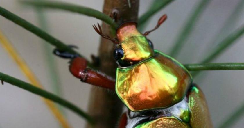 Populasi Kumbang Natal di Australia Mulai Menghilang, Ada Apa?
