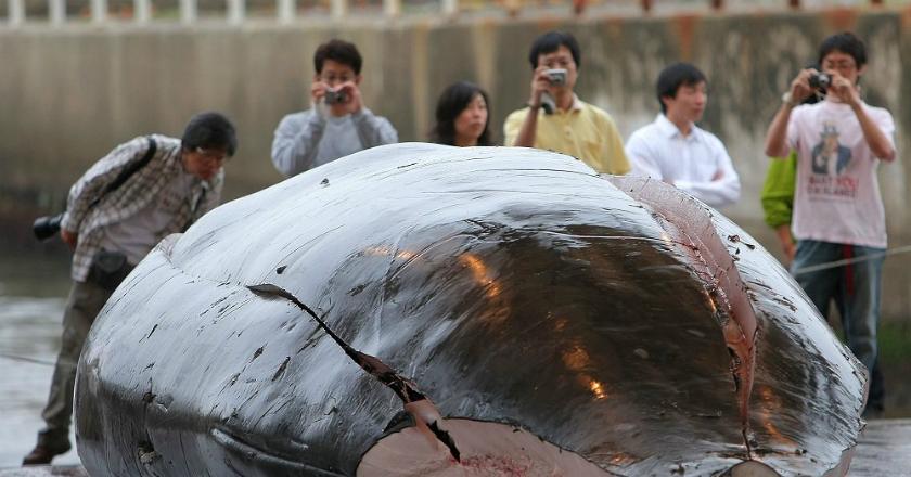 Jepang Terkenal Canggih, tapi Nekat 'Bisnis' Daging Ikan Paus